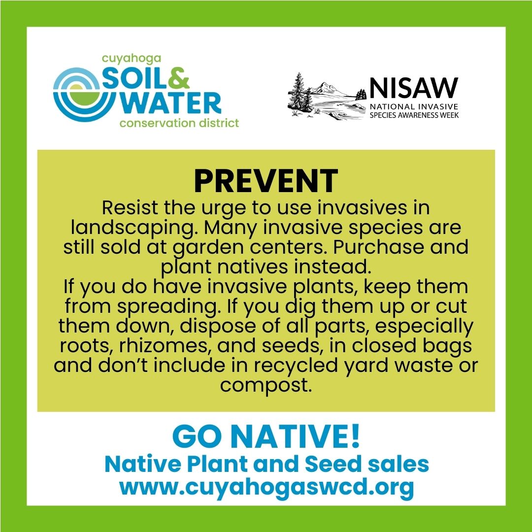 What is an invasive plant... - The City of Lyndhurst, Ohio