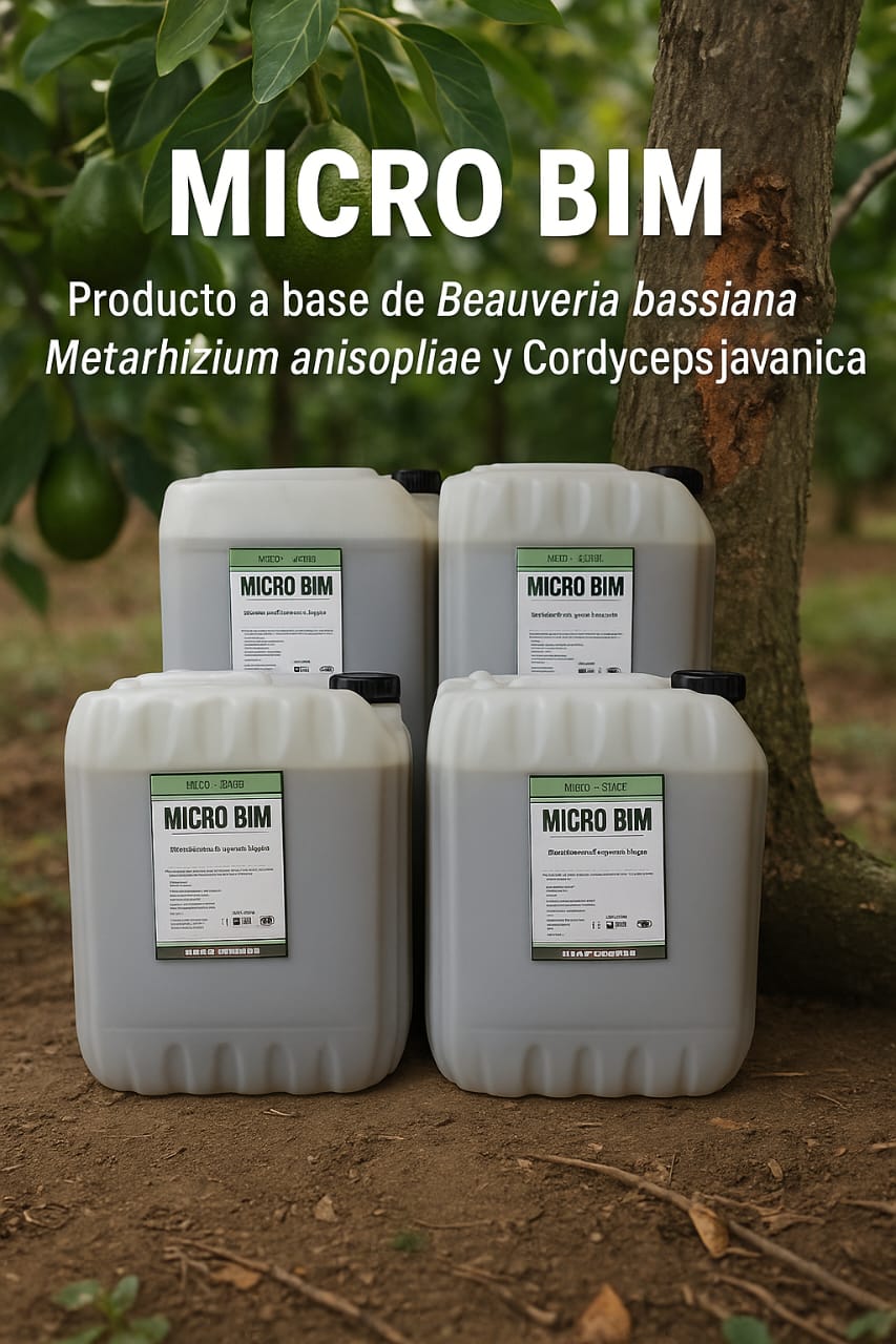 MICRO - El cultivo de aguacate es un producto representativo de las ...