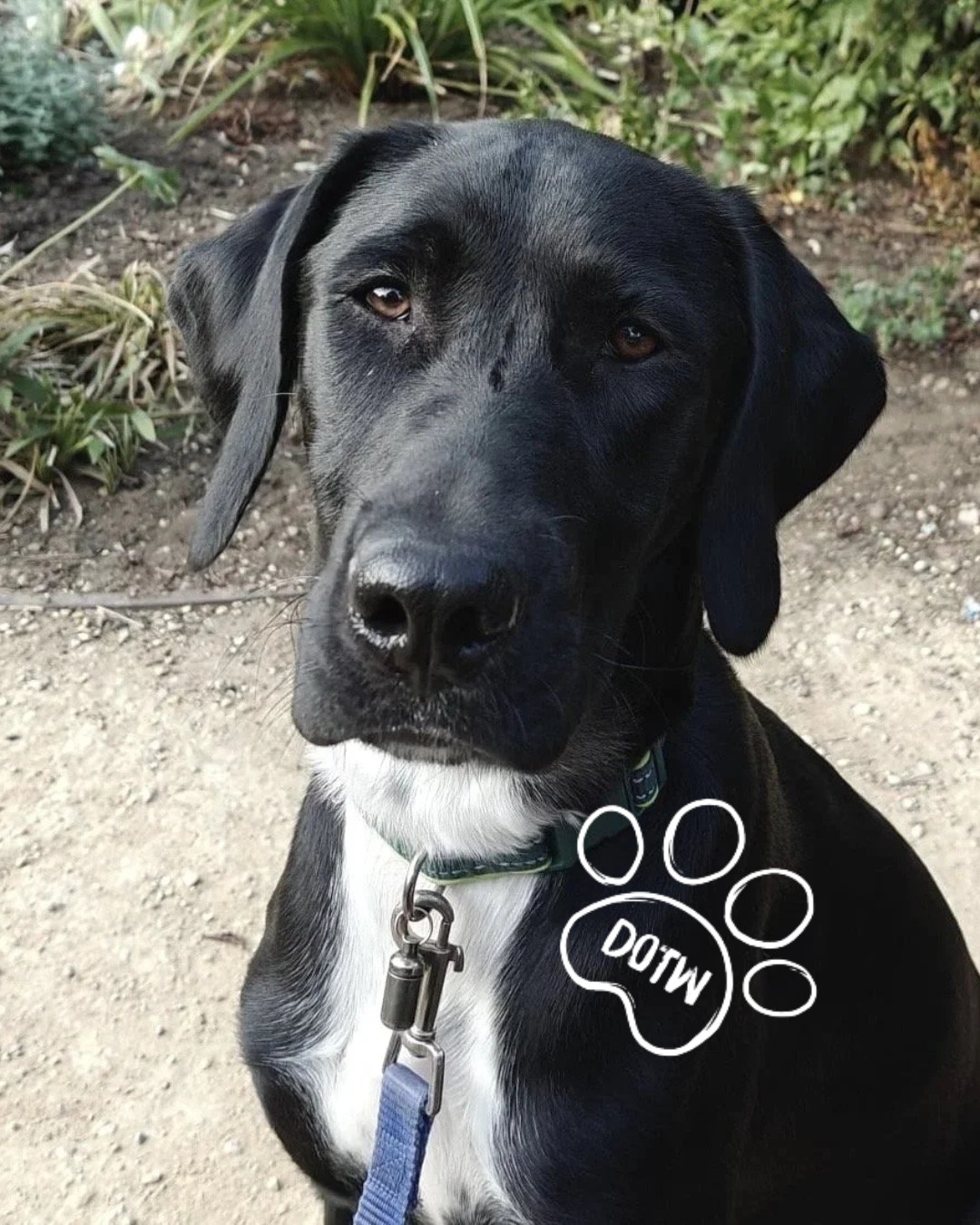 Only Rescues UK - 🐾 ADOPT ENZO 🐾 Meet Enzo, a bright,... | Facebook