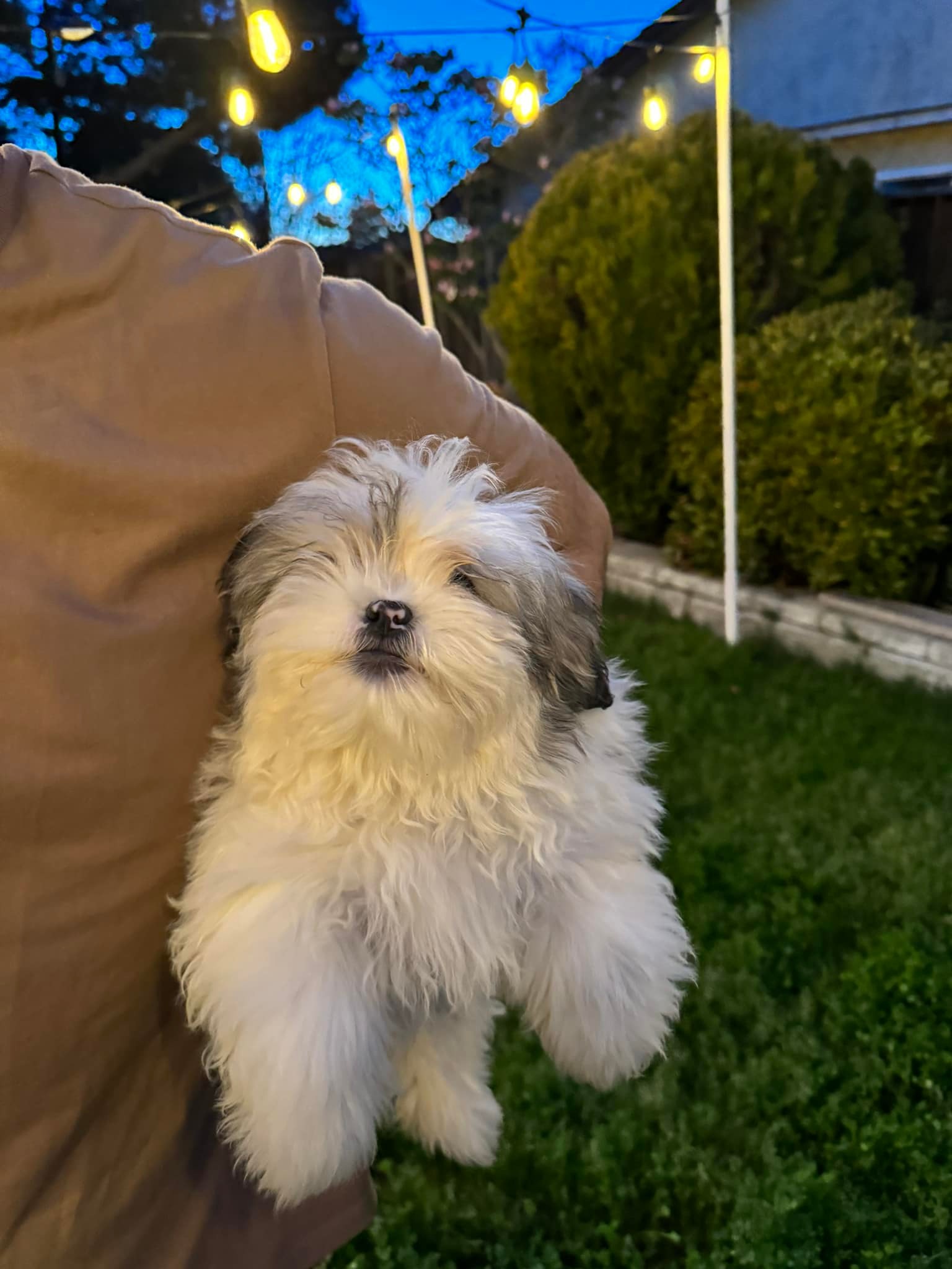 Puppies for Adoption SF Bay Area East Bay | Fremont CA