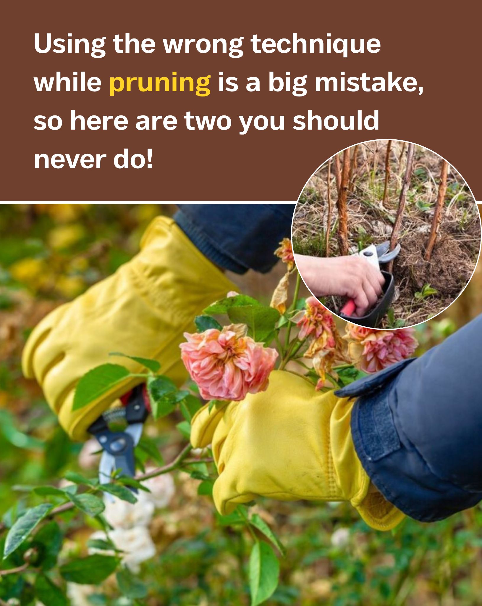 Positive - If You Want Thriving Plants This Fall, Avoid These 4 Pruning ...