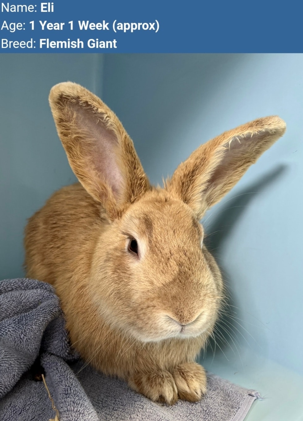 🚨Urgent -Seeking 6 foster... - Freedom for Farmed Rabbits | Facebook