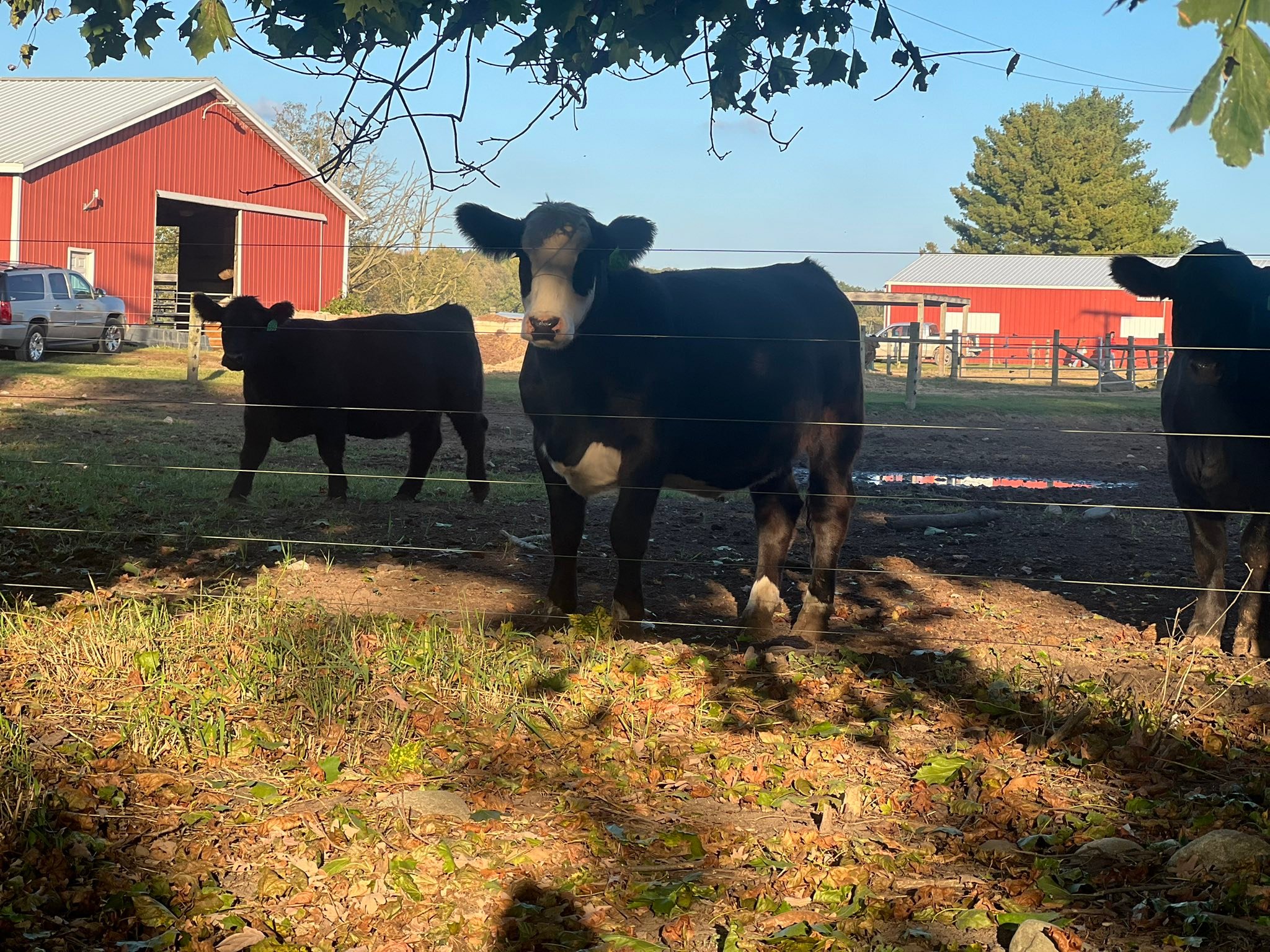 Freedom Acres Farms added a new photo. - Freedom Acres Farms