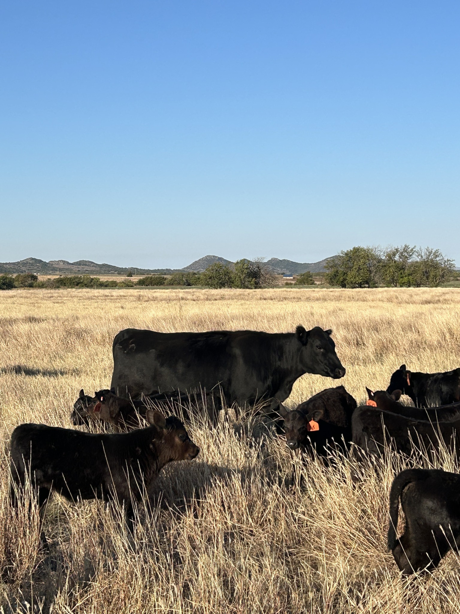 Swanson Ranch