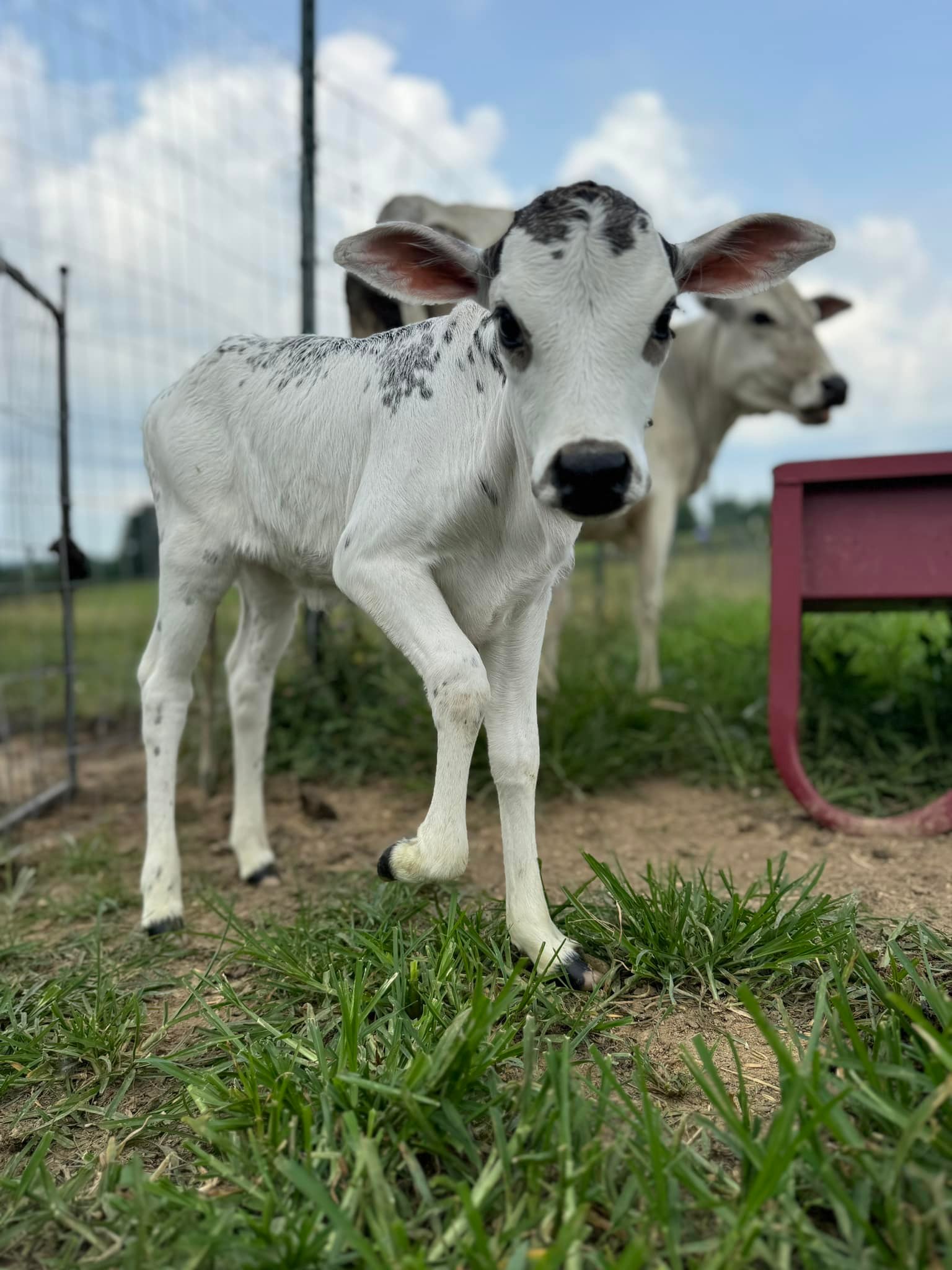 Madara Farms welcomes new baby cow