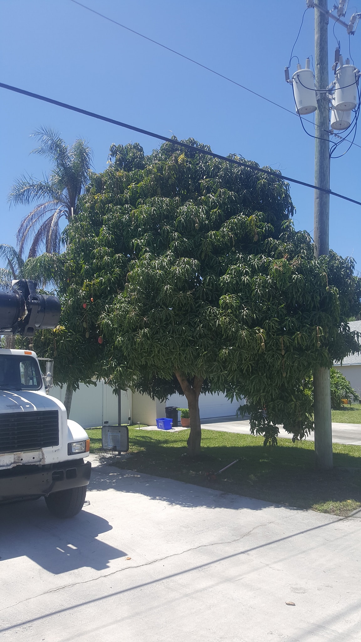 Pinnacle Lawn & Tree Service Inc