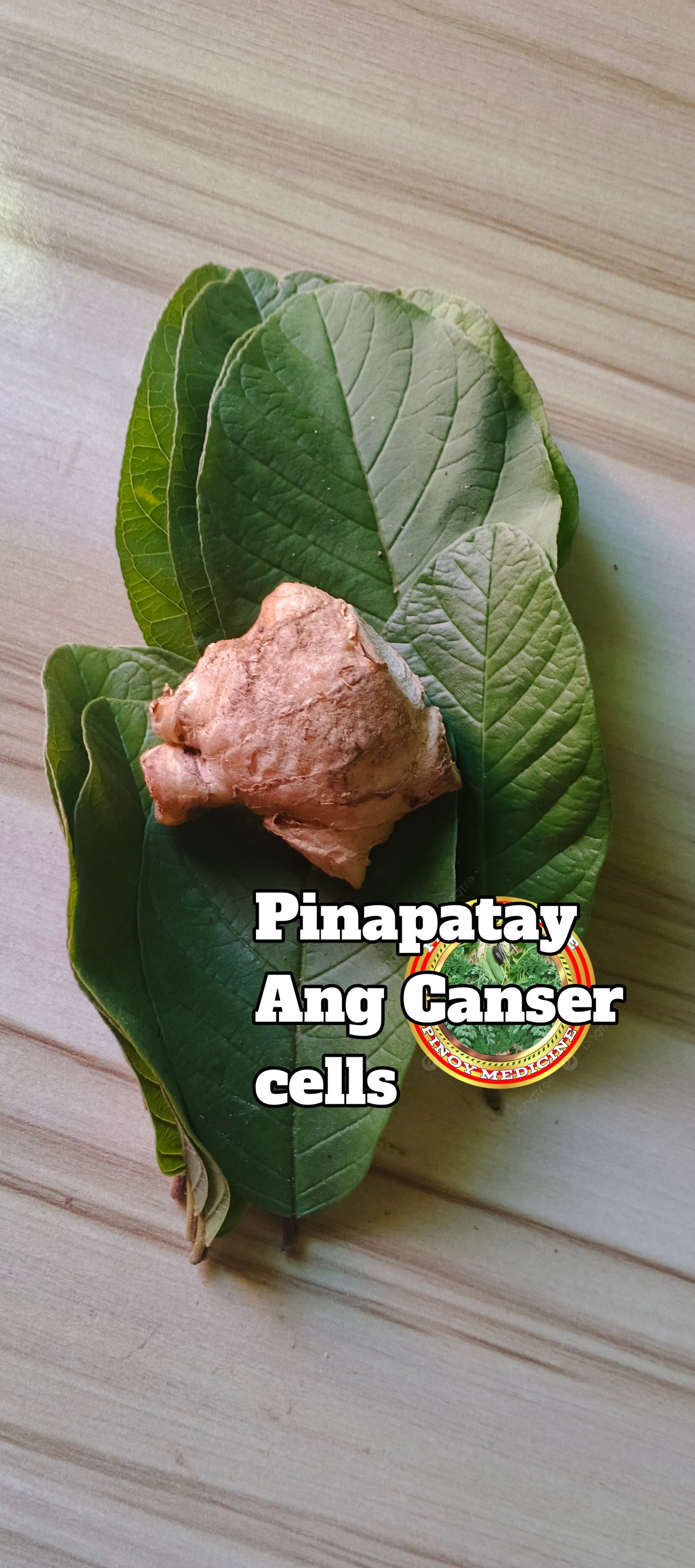 Pinoy - Ang pinakuluang dahon ng bayabas at luya, ay magandang inomin ...