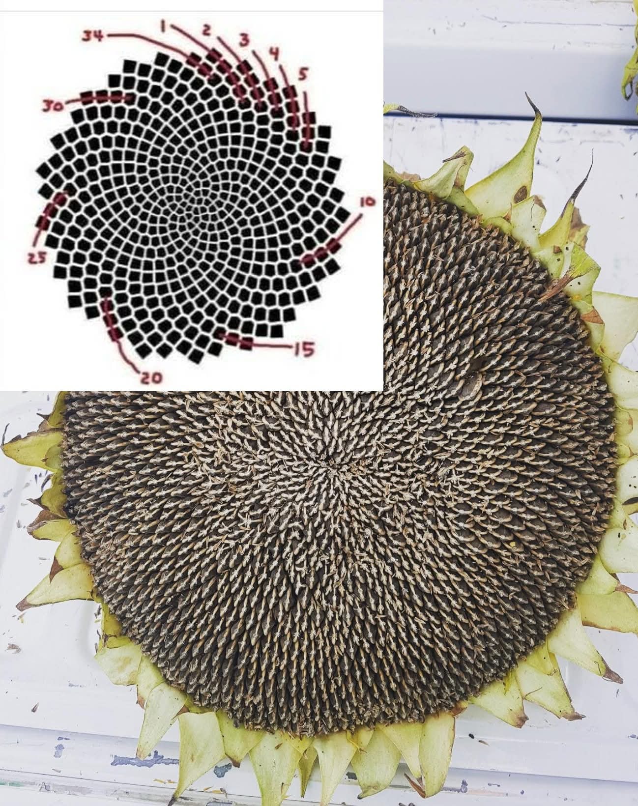 🌻 The Secret Math of the Sunflower 🌻... - Beautiful Nature | Facebook