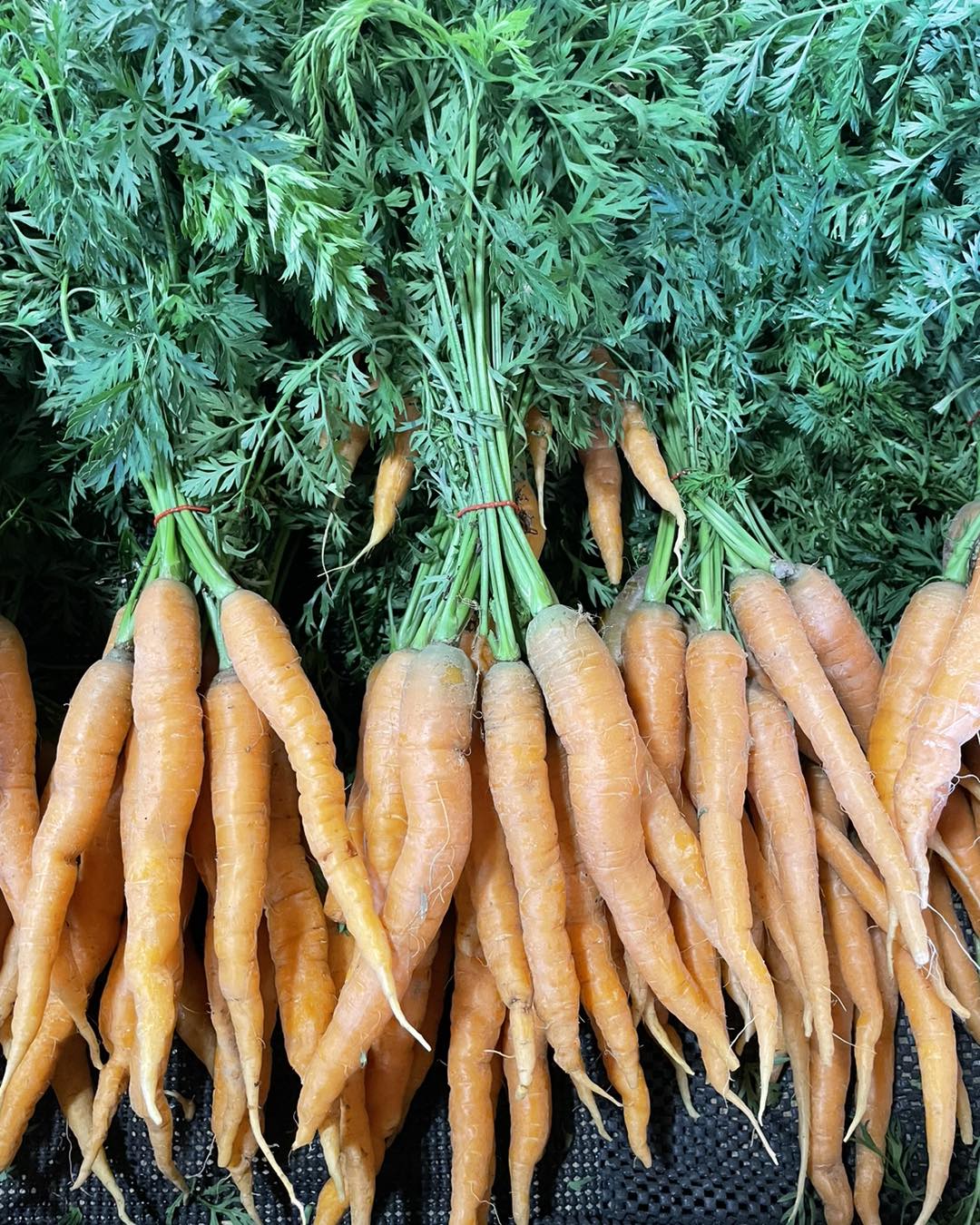 Gniff carrot 🥕 the glorious and flavorful heirloom from