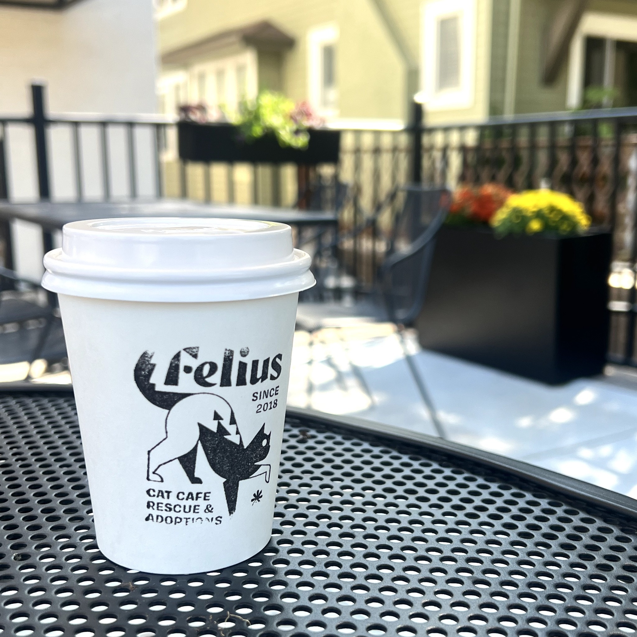 Felius Cat Cafe & Rescue | Omaha NE