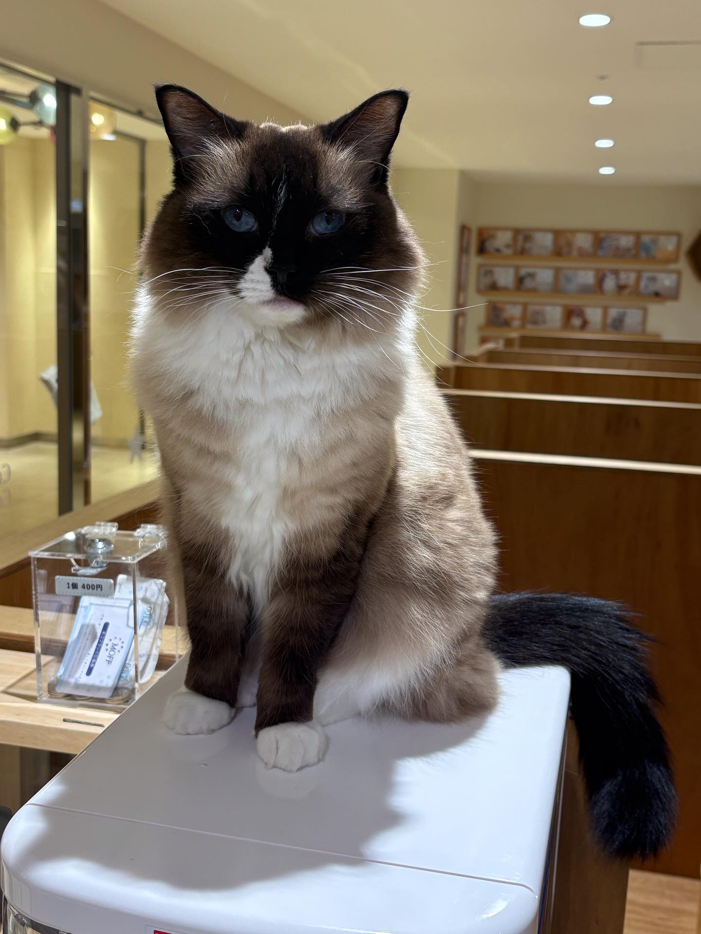 みなさんこんにちは！ Cat café MOFF 天王寺ミオ店です！🐈 綺麗なお目