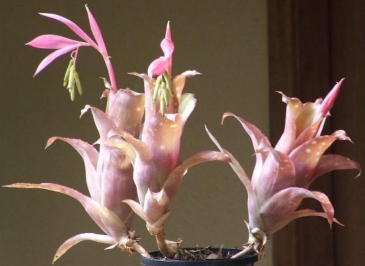 Billbergia plant with bright pink form