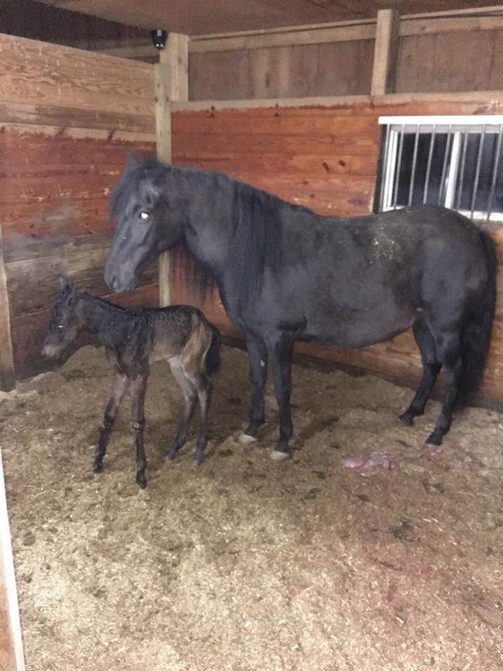RY Farms - RY Farms - Paso Fino Horses is proud to...