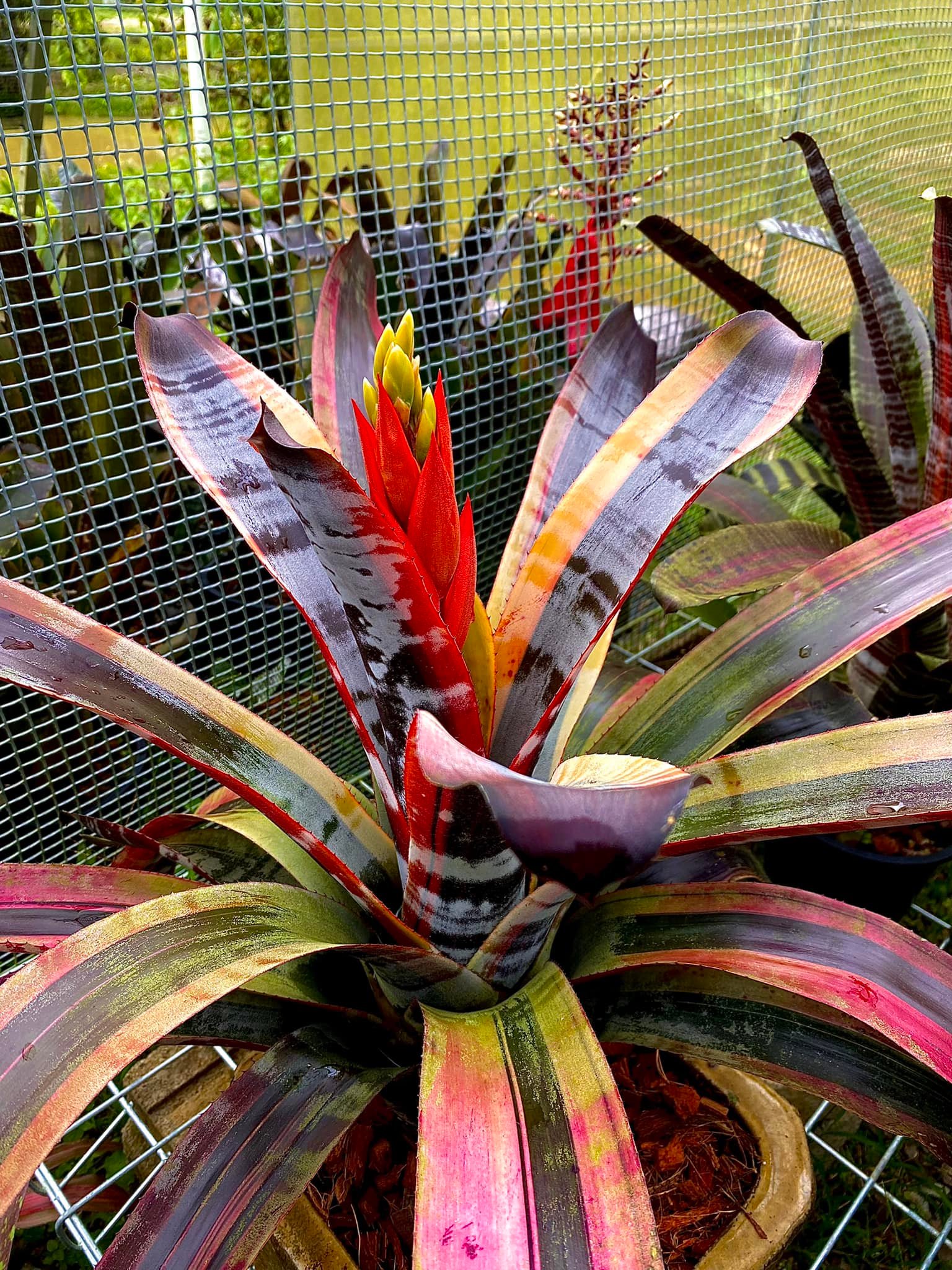 Aechmea Otto & Black Ice F1 blooming with deep orange flowers