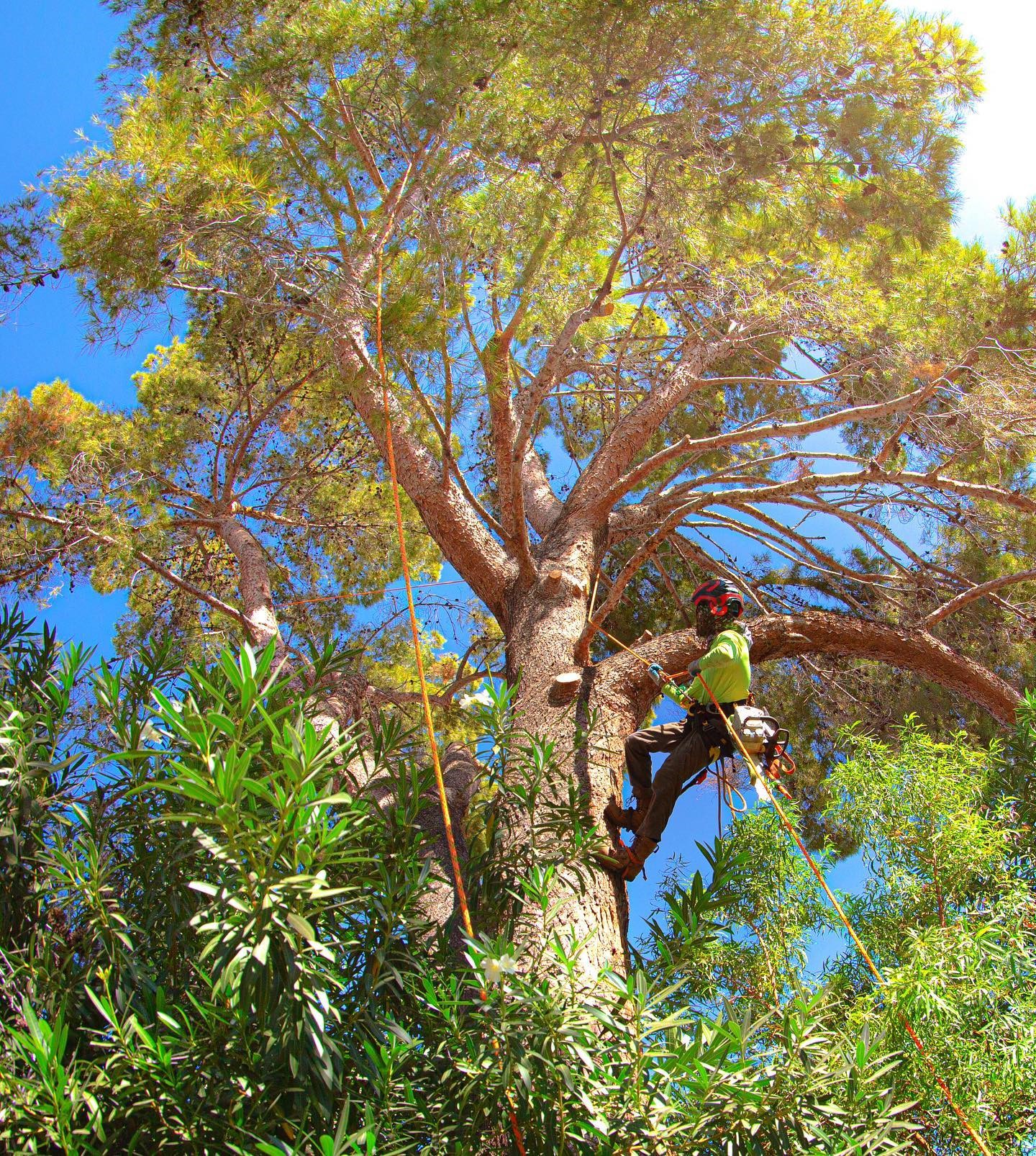 Tree Guardians AZ