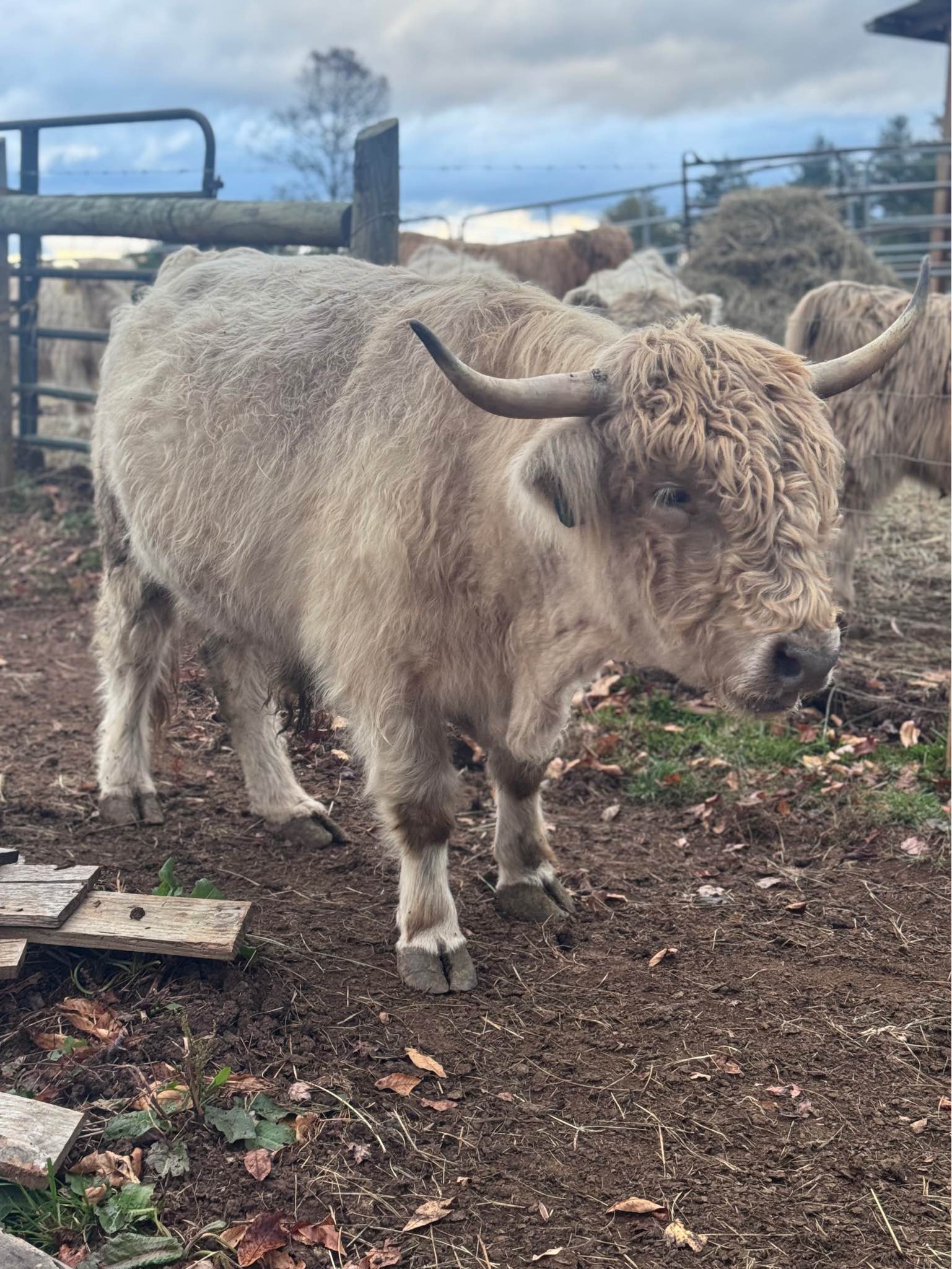 ISO cow pasture - Miscellaneous - Alexander | Facebook Marketplace ...