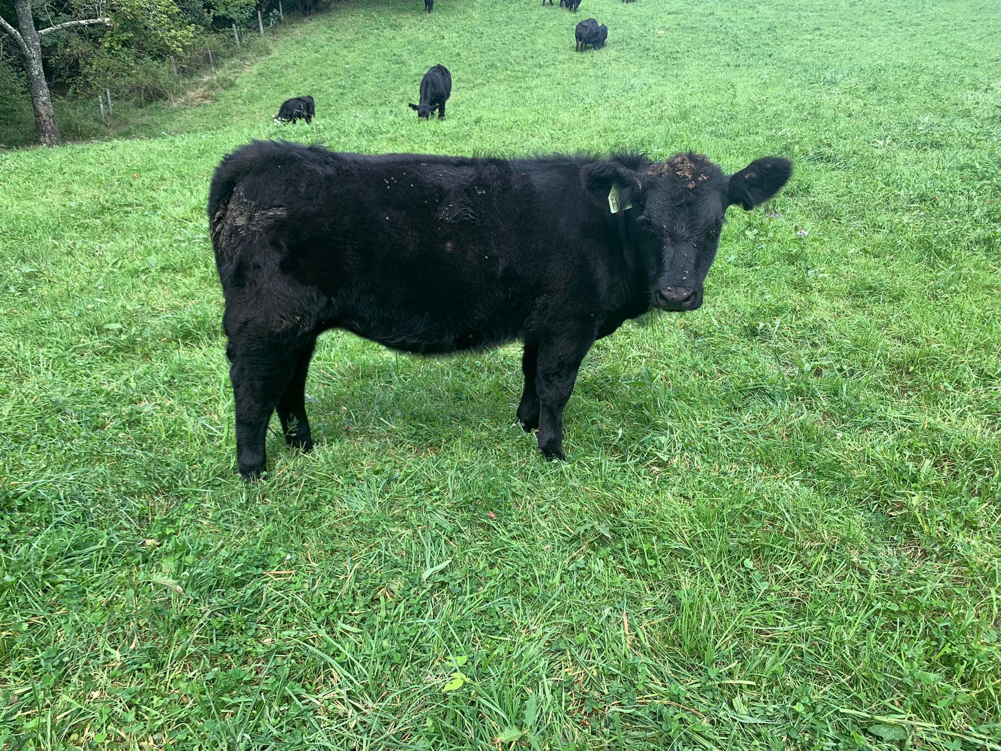 Windy Ridge Farm & Cattle | Eglon WV