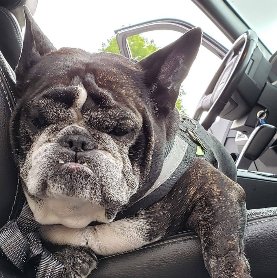 Our grumpy boy is HOME forever... - Mr Grumps'capades | Facebook