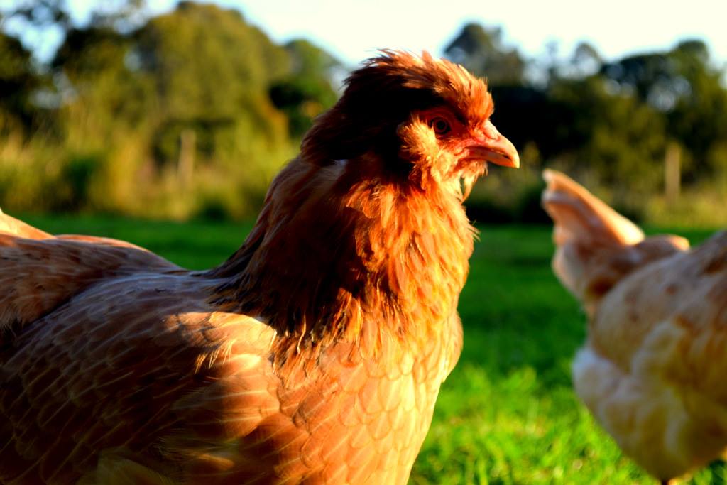 Northern Rivers Poultry