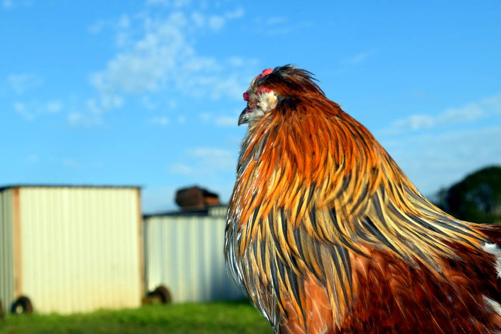 Northern Rivers Poultry