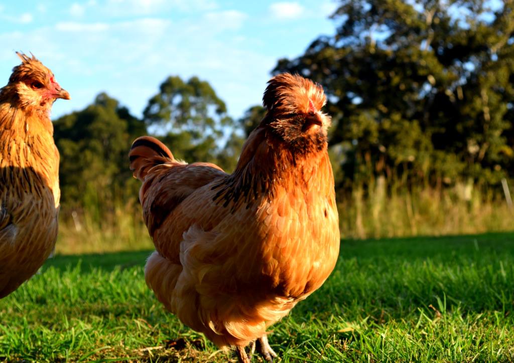 Northern Rivers Poultry