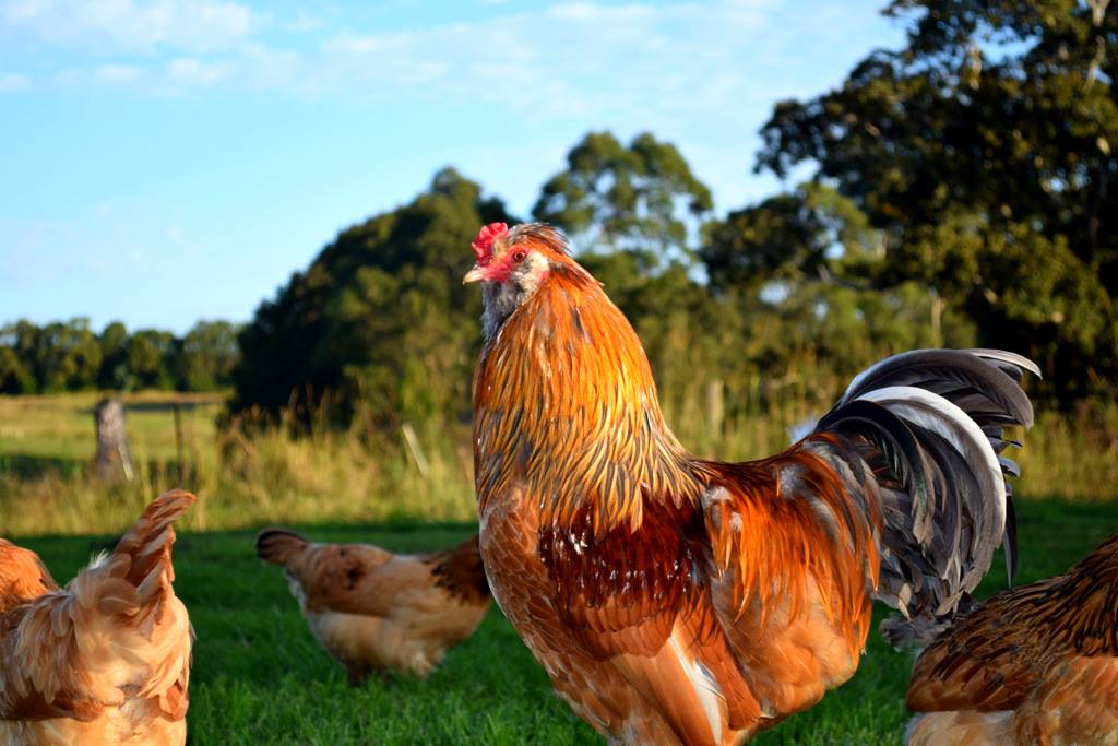 Northern Rivers Poultry