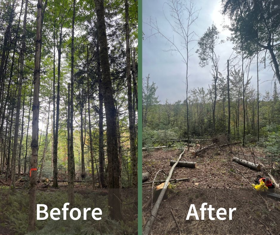 Vermont - 🌲 Have you ever wondered what a patch cut is and why it’s ...