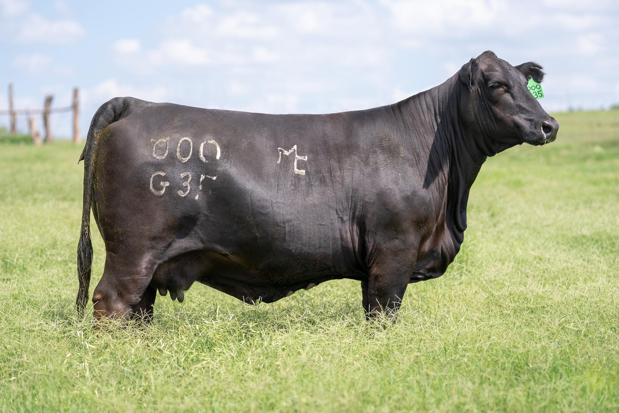 Roswell Brangus Sale - Lot # 16 at the upcoming Roswell Brangus Sale on ...