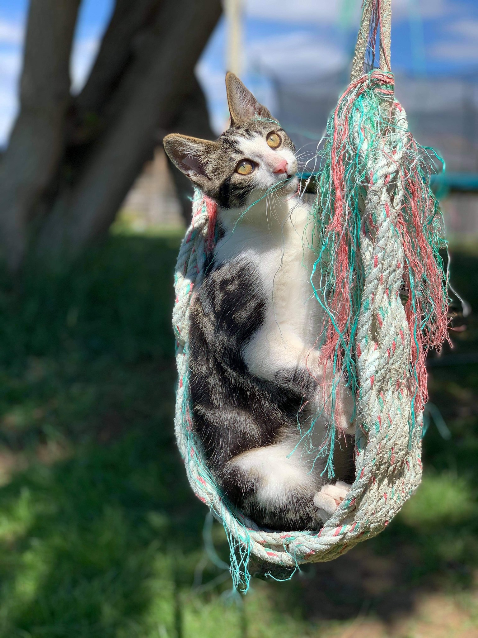 Meet the very photogenic Ivan... - 2nd Chance RopeWorks | Facebook