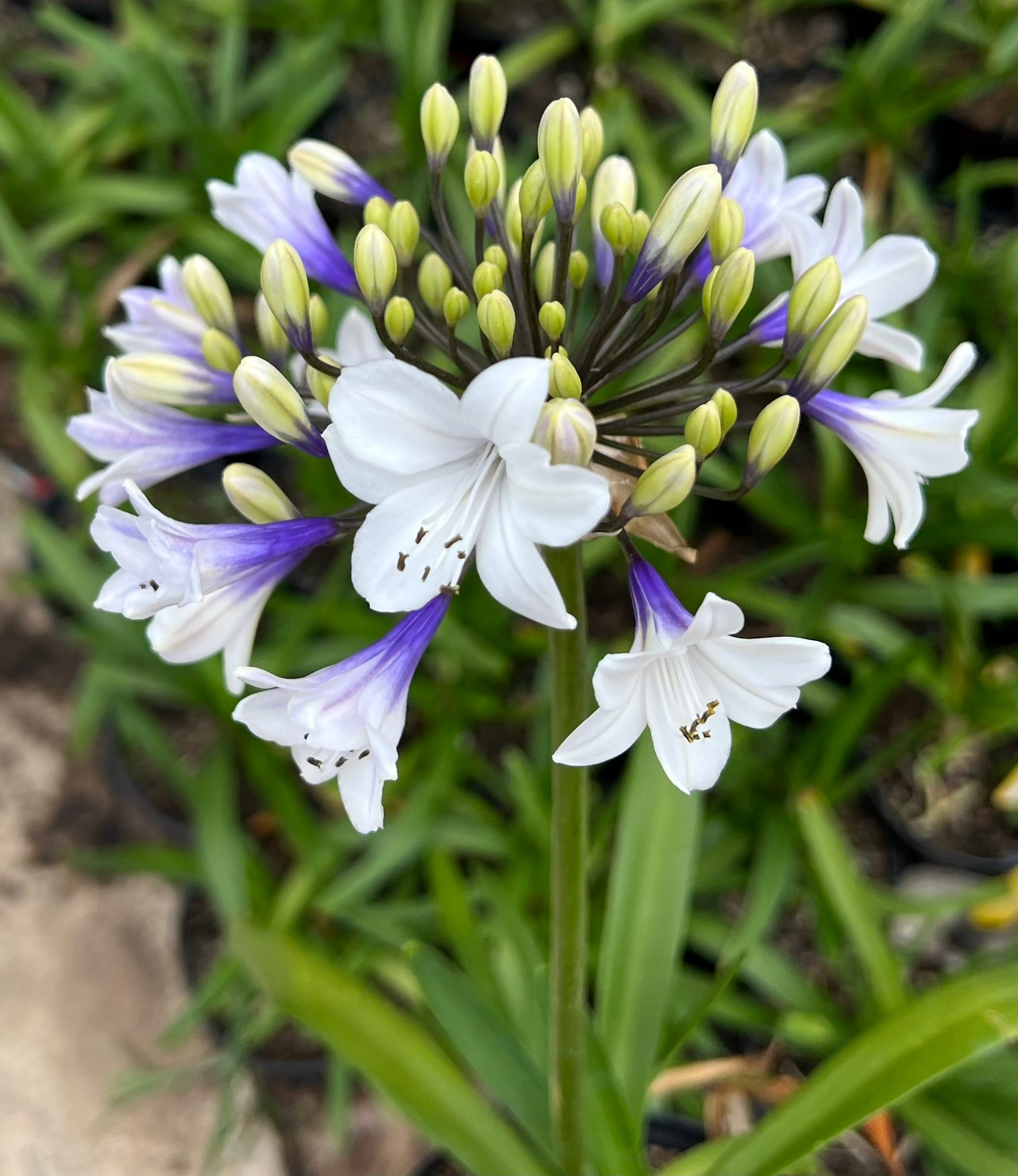 the-aloe-the-ever-blooming-agapanthus-twist-again-facebook