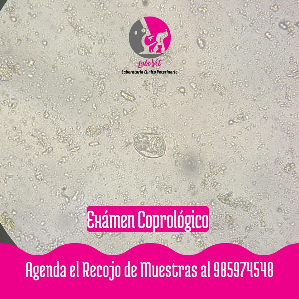 Examen... - Laboratorio Clínico Veterinario Benavides | Facebook
