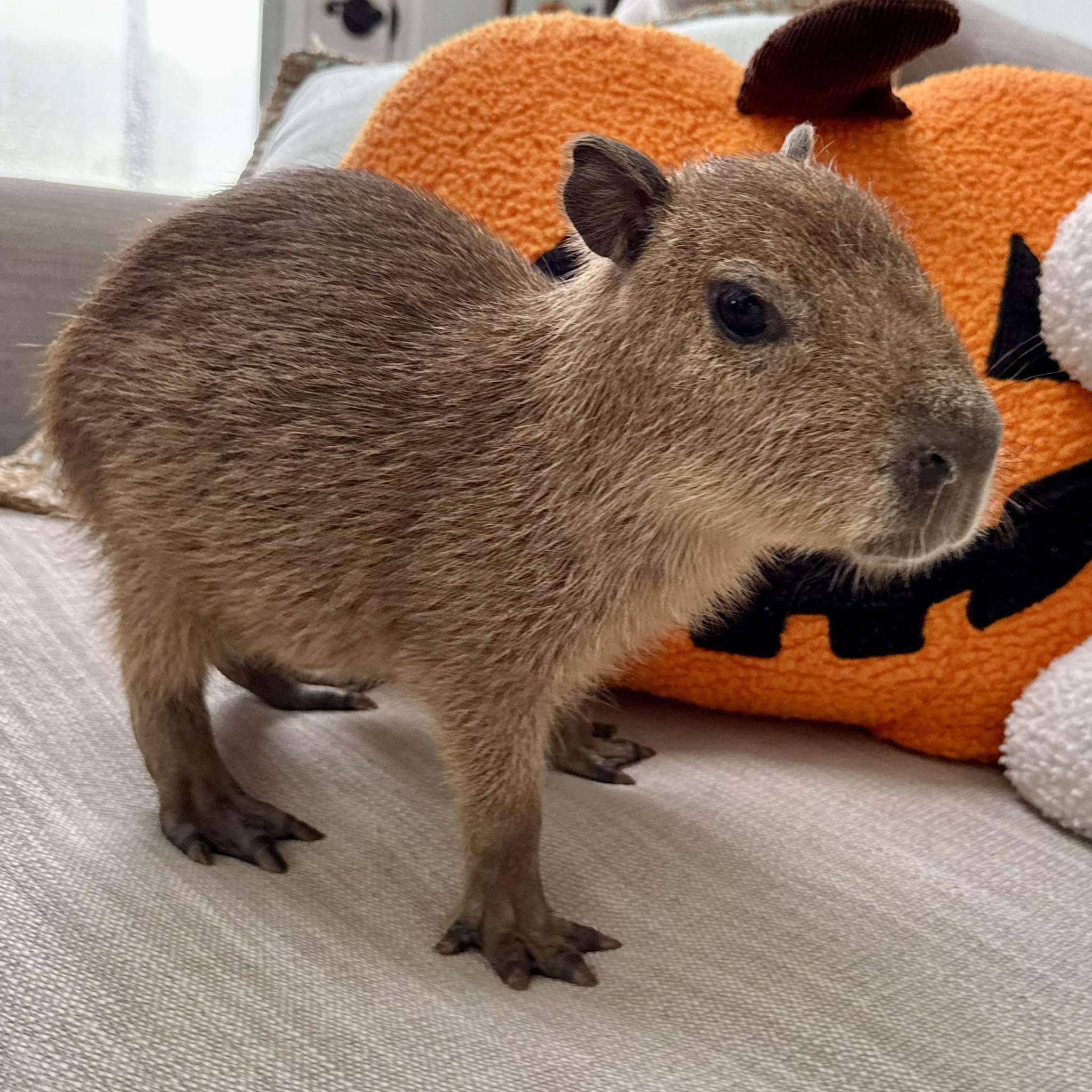 FairyTails - Meet Pippi!!!!! Pippi is a 3 month old capybara baby girl ...