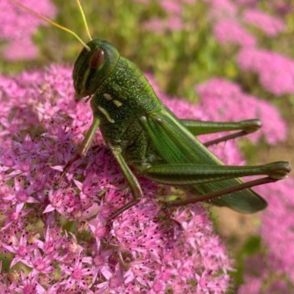 Kids Story Room - The Insect Song.... great story for your budding ...