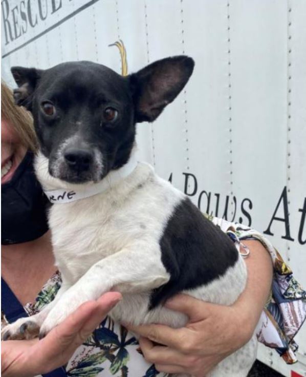Tiggie is here in RI... - Small Dog Rescue of New England