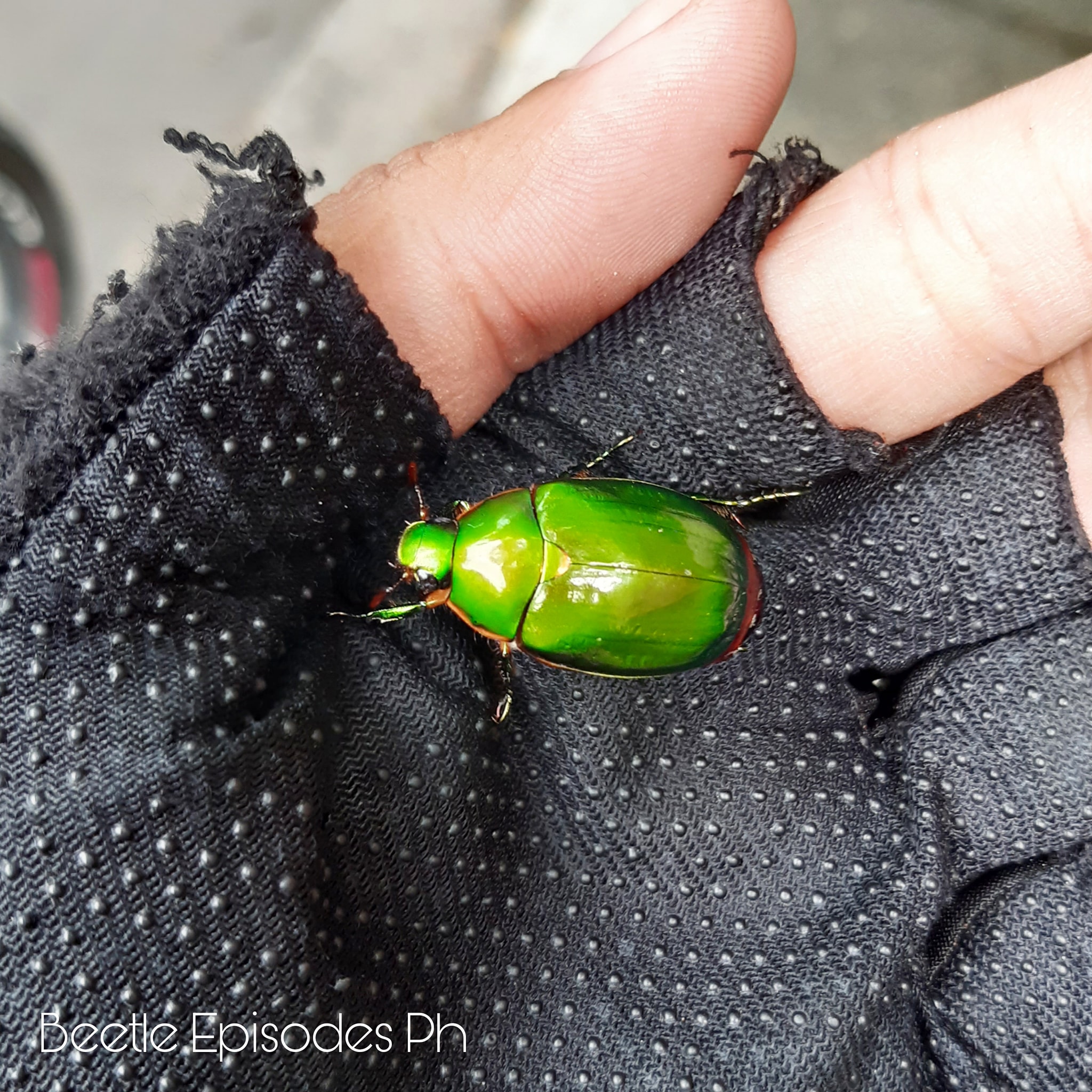 Beetle Episodes Ph added a new photo. - Beetle Episodes Ph