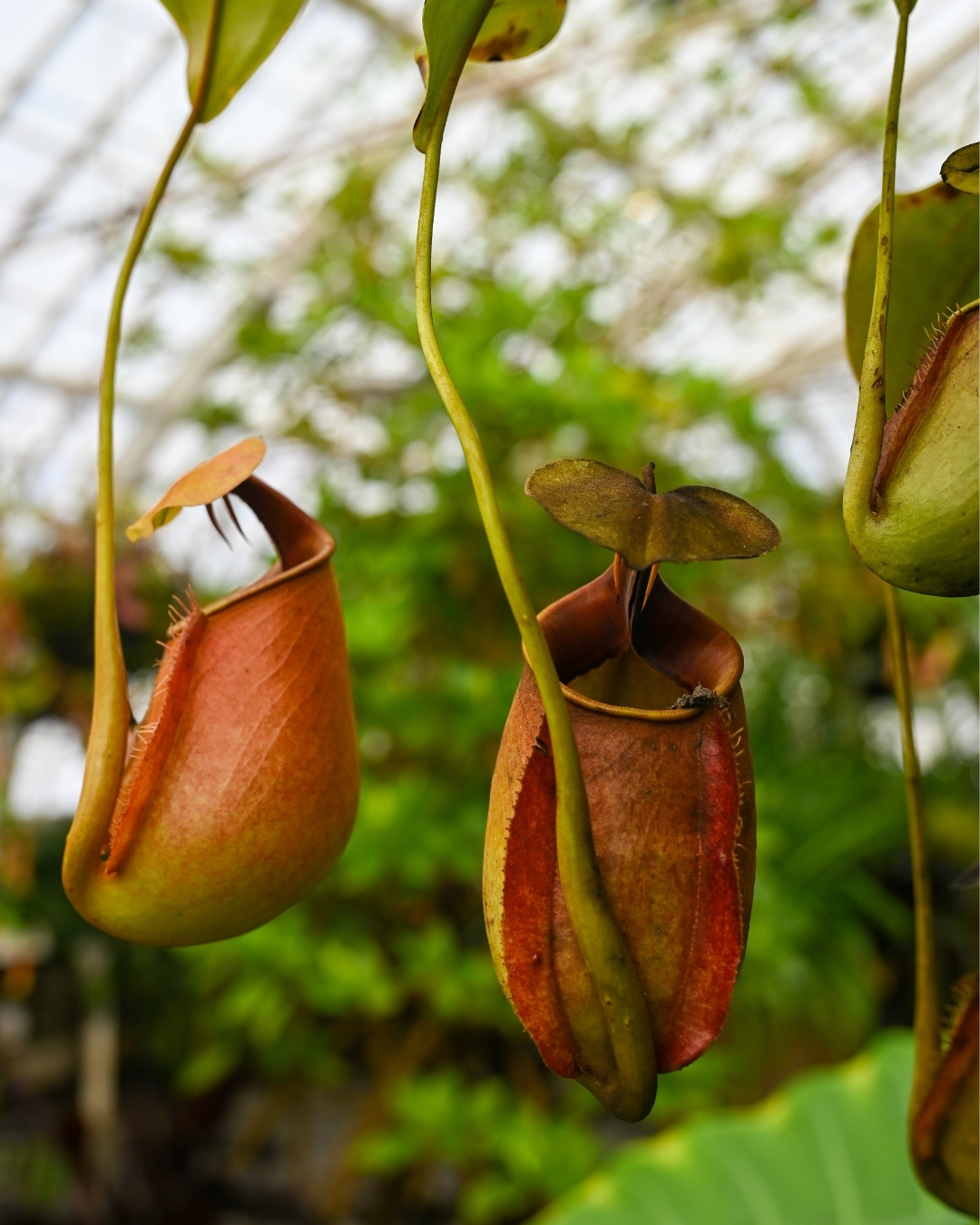 Gardens - From fanged pitcher plants to spiky ant plant oddities, the ...