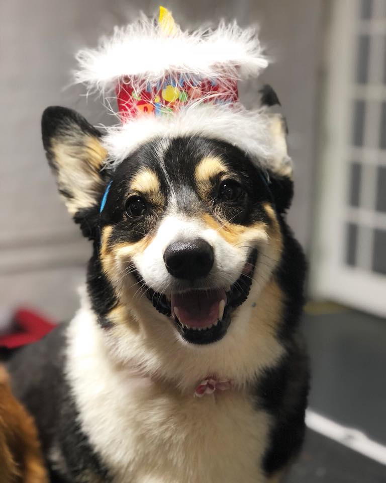 The Fetch House - Happy Birthday to Bentley! 🎈He spent his...