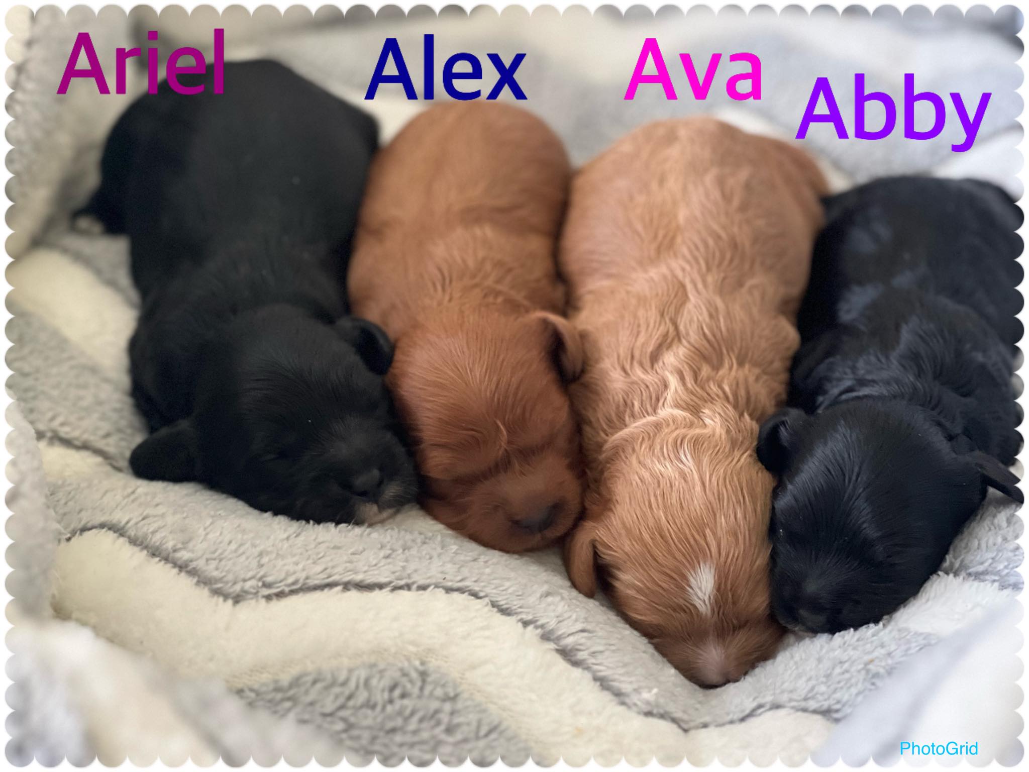 Introducing our newest... - Button’s and Barcomb’s cavapoos | Facebook