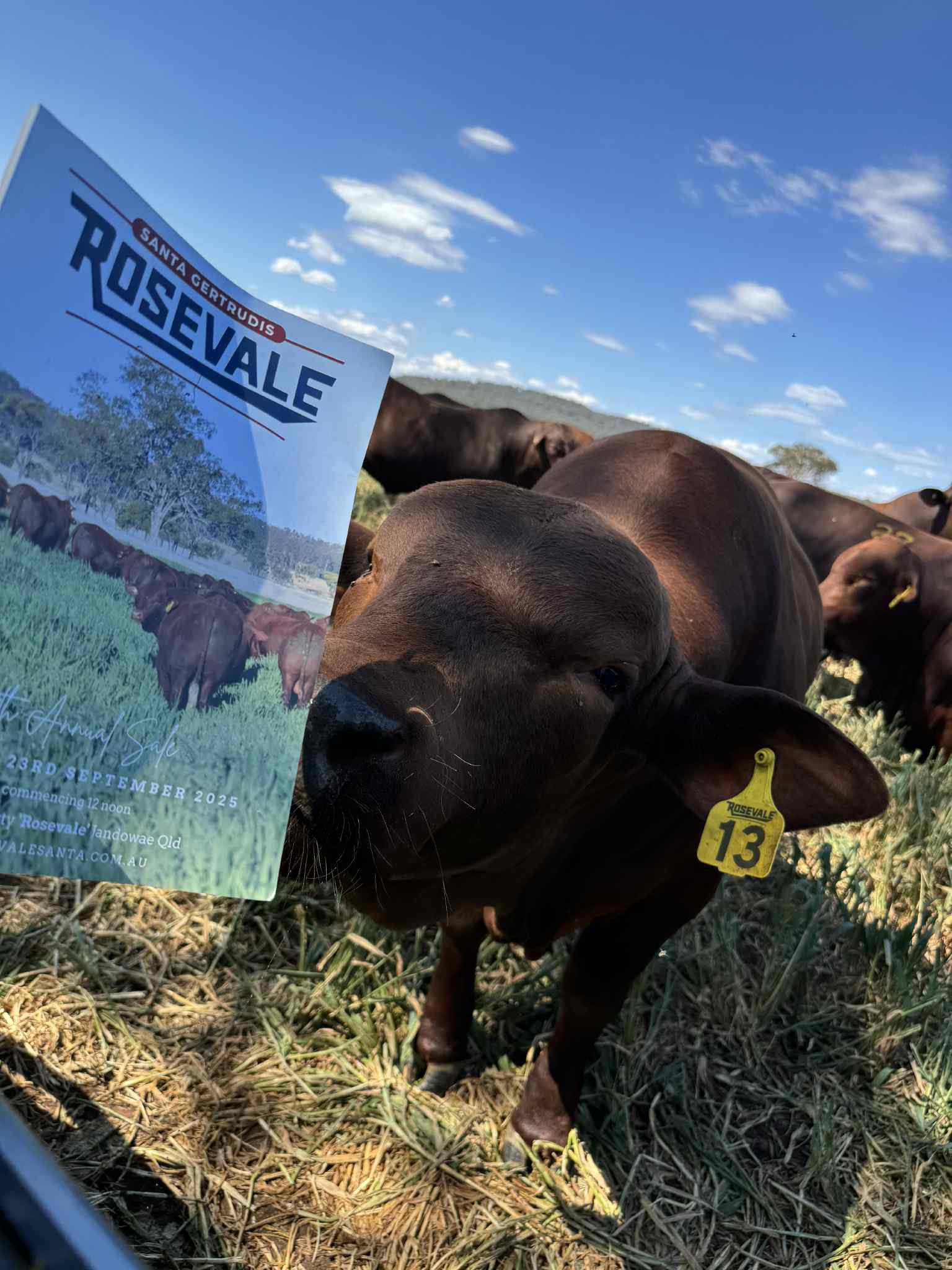 Rosevale Santa Gertrudis | Jandowae QLD