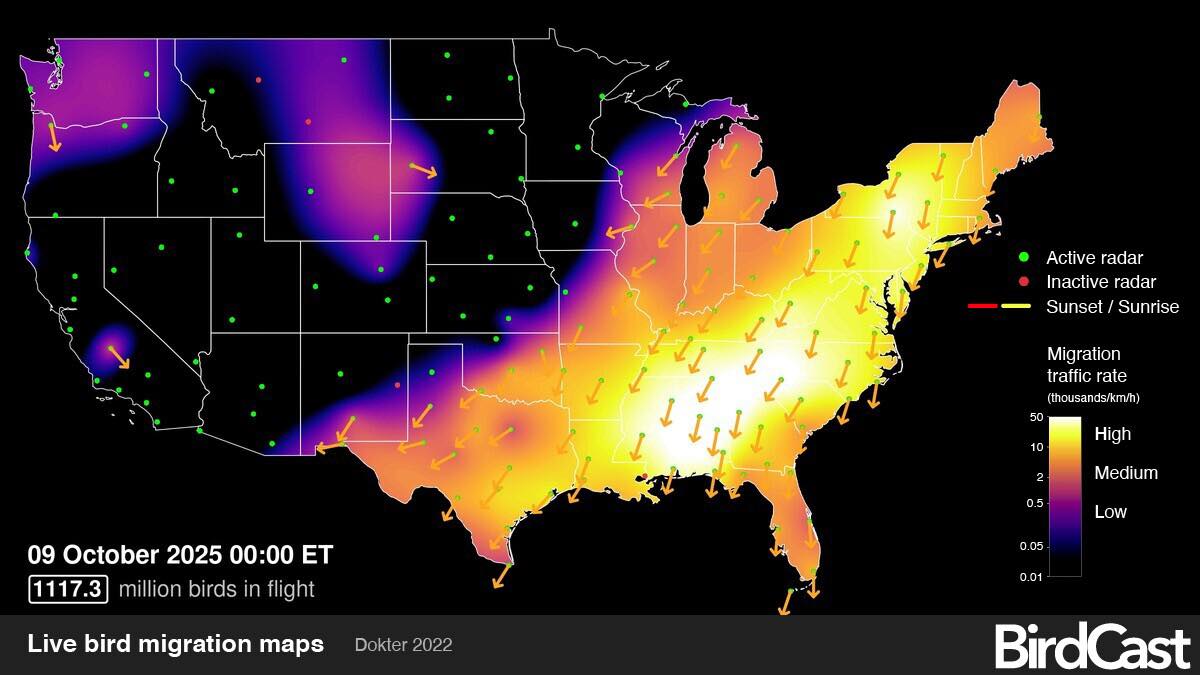 Michigan - OVER 1.1 BILLION birds are migrating right now according to ...
