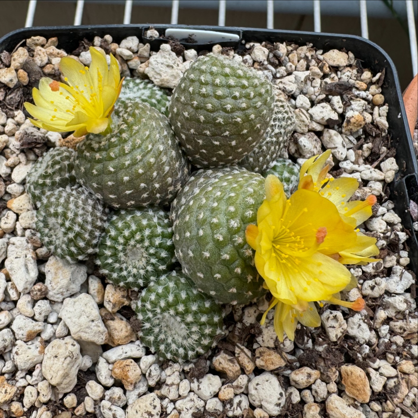 Copiapoa flowers and from some other cacti 🌸
