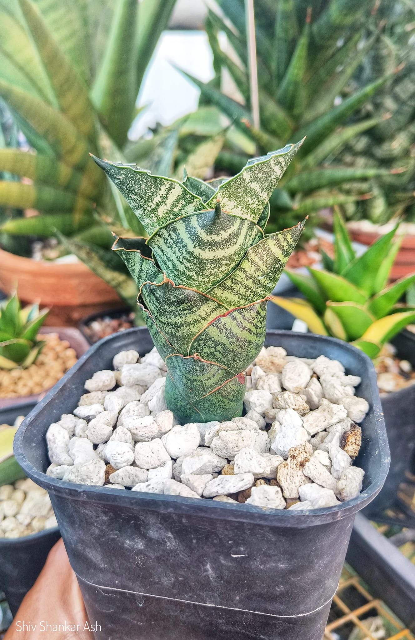 Sansevieria Manny Pacquiao hybrid plant