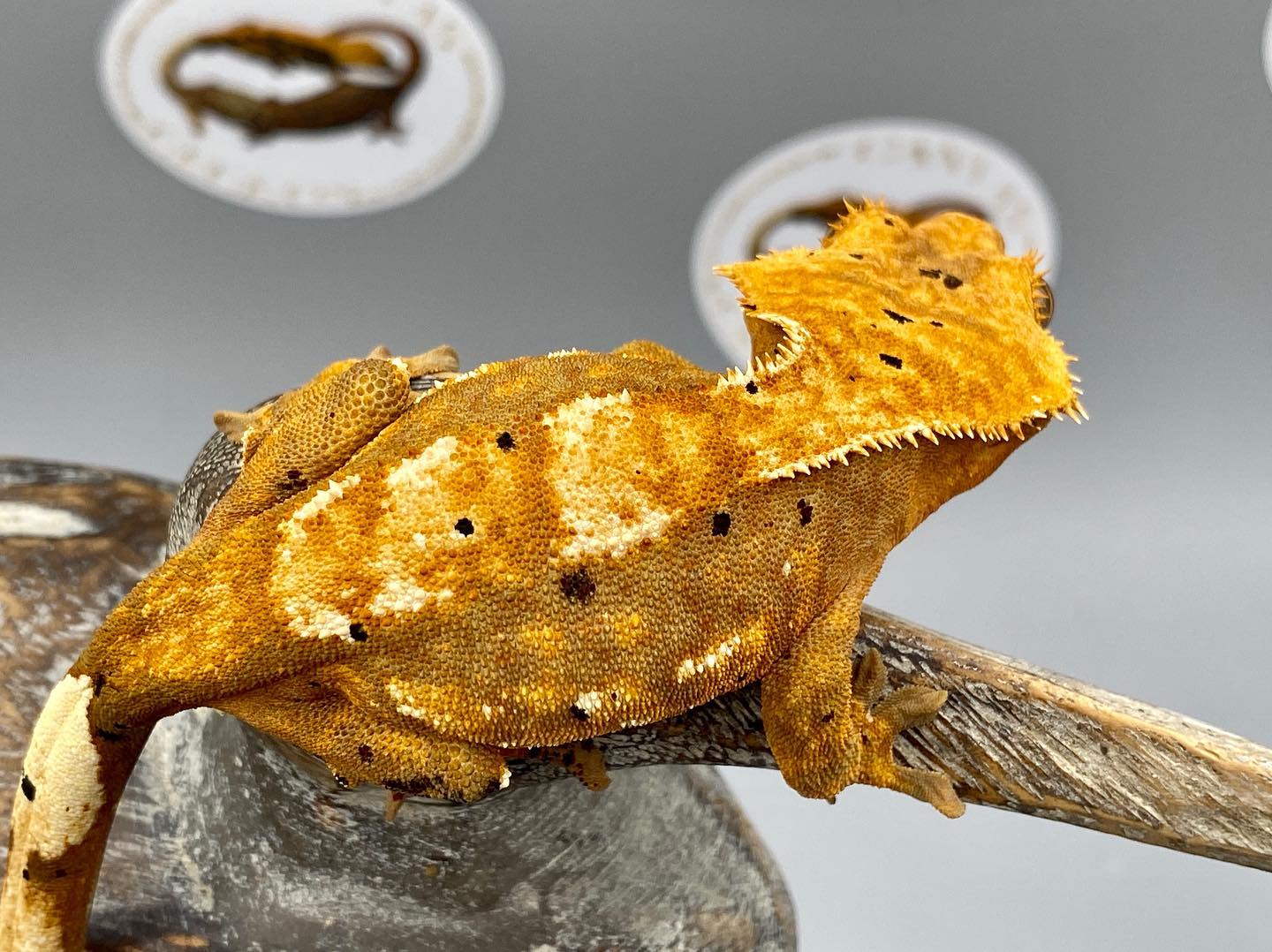 Canvas Geckos - Do you like “dirty dals”- aka Dalmatians...