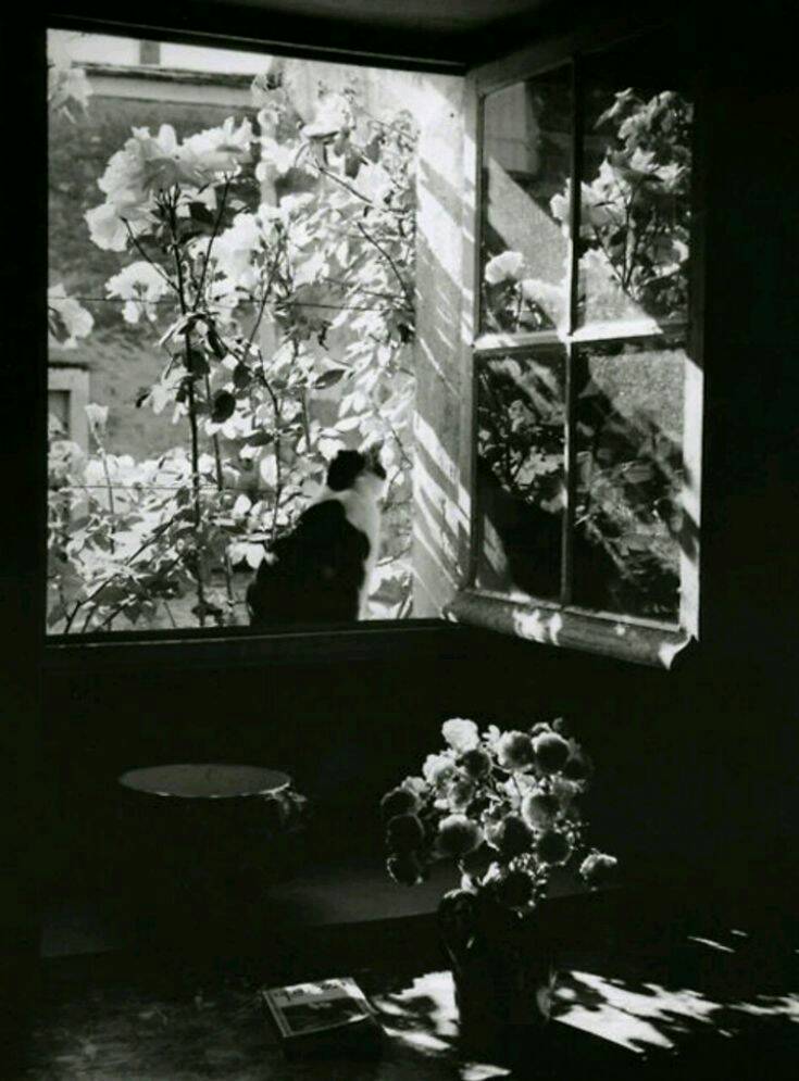 Cat at the window (France, 1973) Photo by Edouard Boubat