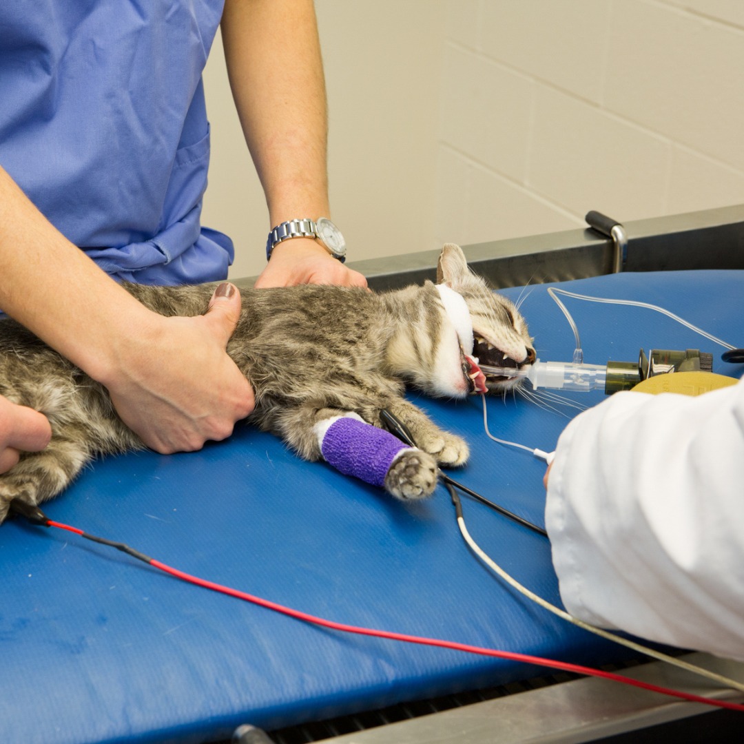 RECOVER - 🚨 Veterinary CPR Myth Busters 🚨 Myth: Gasping... | Facebook
