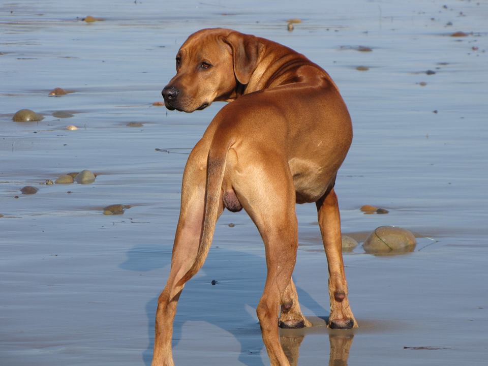 RRCUS - Rhodesian Ridgeback Club of the United States | My girl was ...