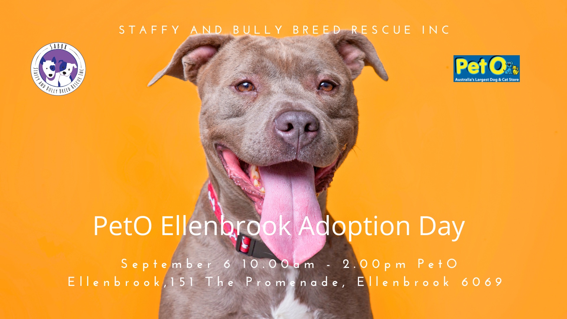 Staffy and Bully... - Staffy and Bully Breed Rescue Inc.