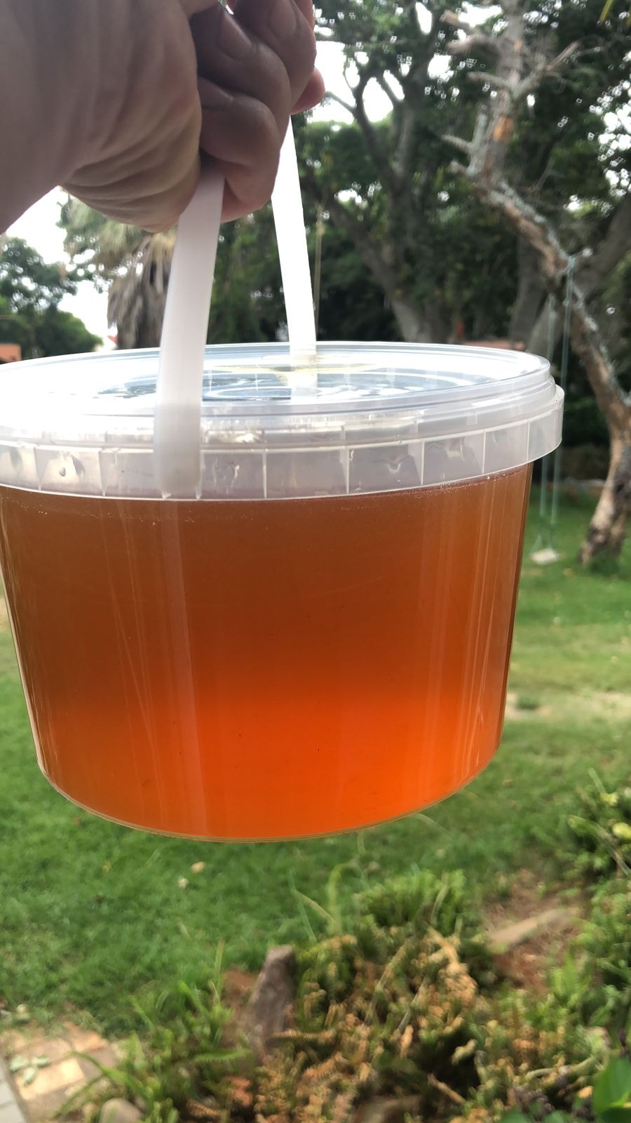 Damascus Bee Co - Bulk Raw Honey available Bucket 1