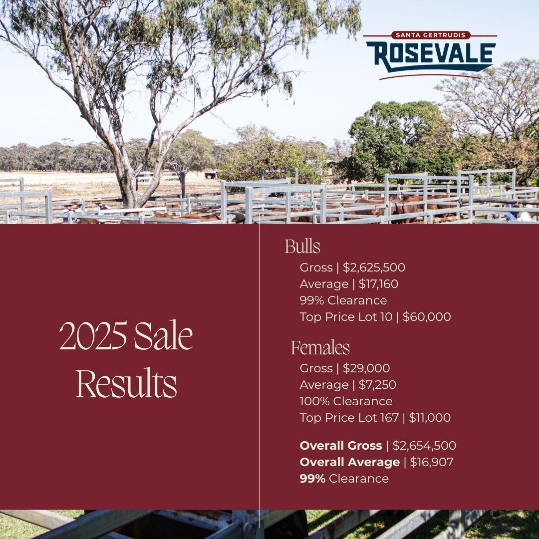 Rosevale Santa Gertrudis | Jandowae QLD