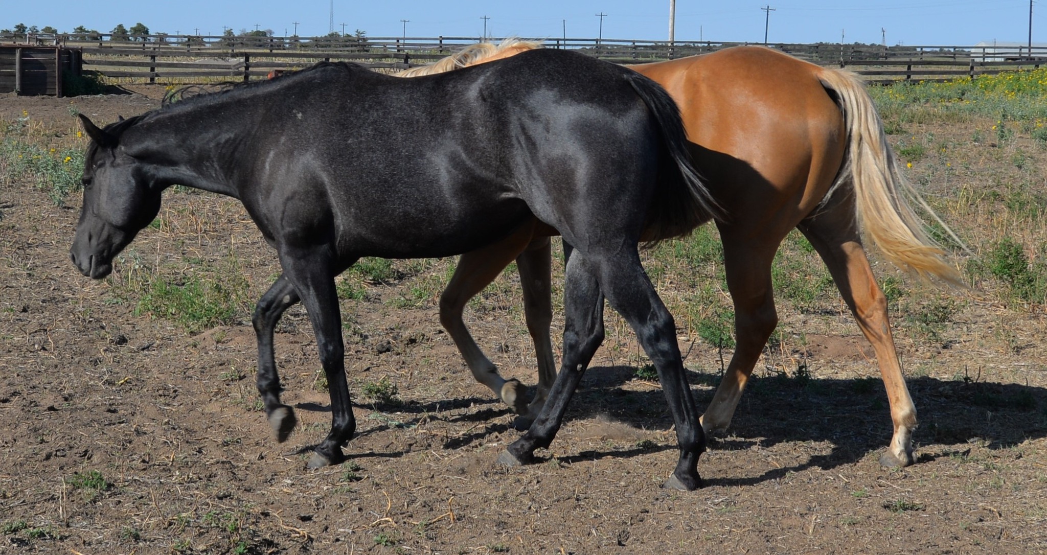 Morning Ranch - Full sisters Eliza and Becky. I love how... | Facebook